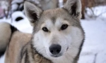 Slatki lepršavi ili veliki problem: 10 zanimljivih činjenica o huskyju
